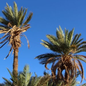 IMG_2400-930x620